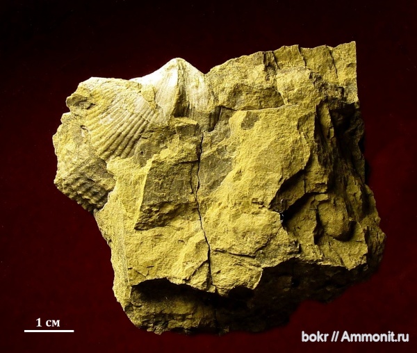 девон, Devonian, Cyrtospirifer, brachiopoda, Новосибирская область