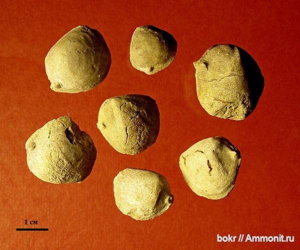 ордовик, Ленинградская область, bivalvia, Ordovician, Veimarnella