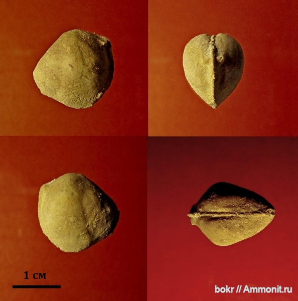 ордовик, Ленинградская область, bivalvia, Veimarnella