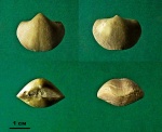 Брахиопода Theodossia