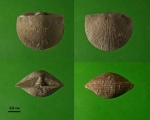 Брахиопода Hemipronites sp.