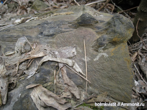 карбон, окаменевшее дерево
