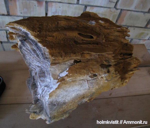 окаменевшее дерево