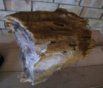 Окаменевшее дерево , палеоген