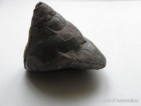 гастроподы, юра, Pleurotomaria, Крым, Судак, Jurassic