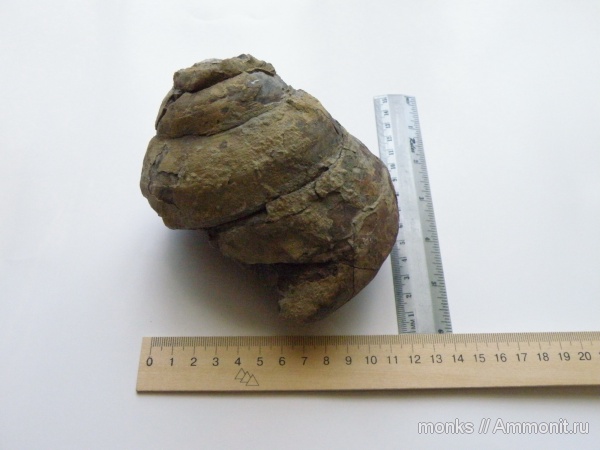 гастроподы, юра, Pleurotomaria, Крым, Судак, Jurassic