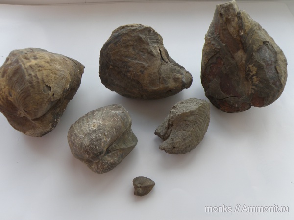 моллюски, юра, Крым, Судак, Jurassic