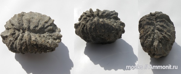 юра, кораллы, Крым, Rhipidogyra, Судак, Scleractinia, Jurassic