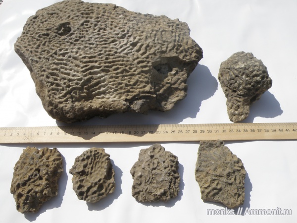 юра, кораллы, Крым, Судак, Scleractinia, Meandroria, Jurassic