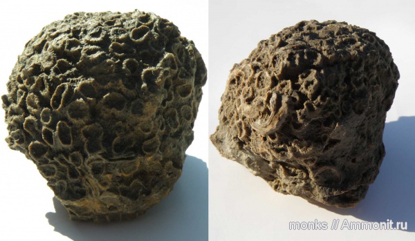 юра, кораллы, Крым, Судак, Scleractinia, Ovalastraea, Jurassic