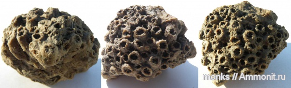 юра, кораллы, Крым, Судак, Scleractinia, Jurassic