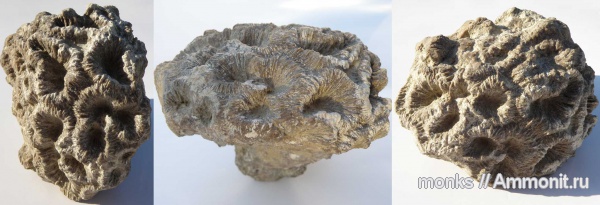 юра, кораллы, Крым, Судак, Scleractinia, Jurassic