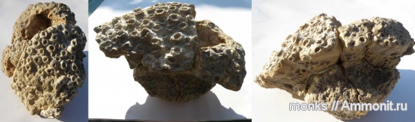 юра, кораллы, Крым, Судак, Scleractinia, Jurassic