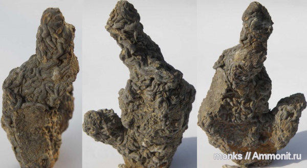 юра, черви, Крым, Судак, Glomerula plexus, Jurassic