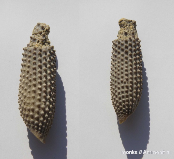 морские ежи, юра, Крым, Судак, Jurassic