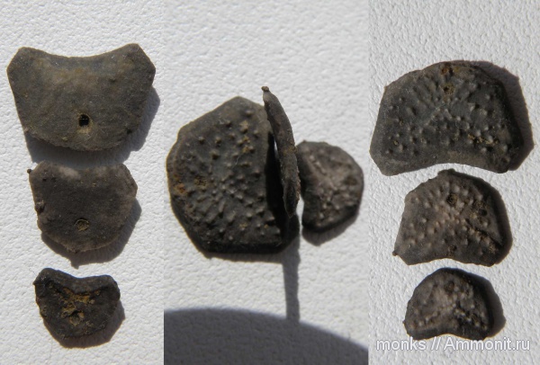 морские ежи, юра, Крым, Судак, Jurassic