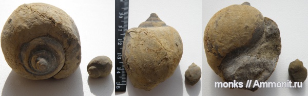 гастроподы, юра, Крым, Судак, Ampullina, Jurassic
