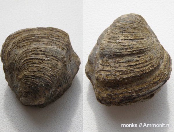 юра, двустворчатые моллюски, Крым, Судак, Jurassic