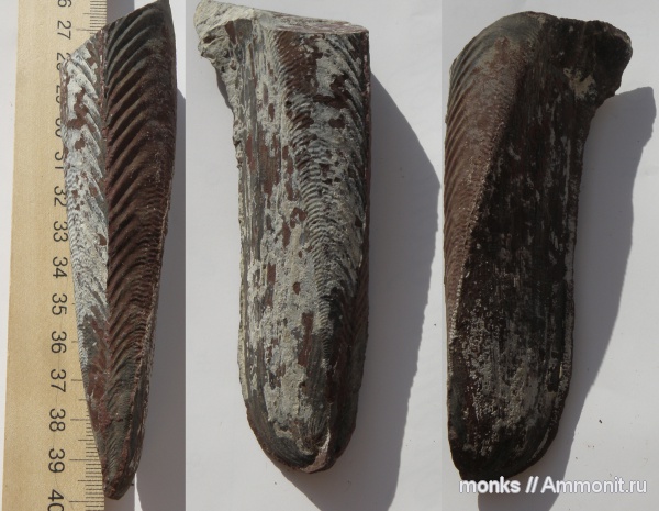 юра, двустворчатые моллюски, келловей, Крым, Судак, Jurassic