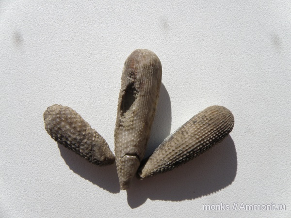 морские ежи, юра, Крым, иглы морских ежей, Судак, Plegiosidaris filograna, Jurassic