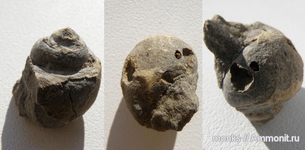 гастроподы, юра, Крым, Судак, Jurassic