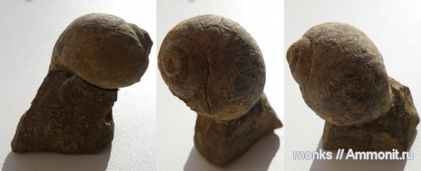 гастроподы, юра, Крым, Судак, Ampullina, Jurassic