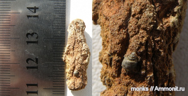 гастроподы, юра, Крым, Судак, Jurassic