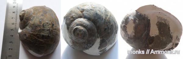 гастроподы, юра, Крым, Судак, Jurassic