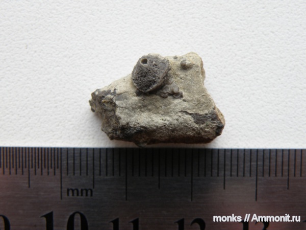 юра, губки, Крым, Судак, Jurassic