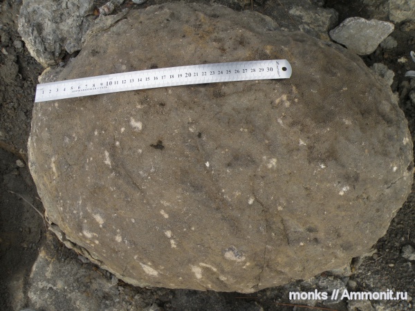 юра, кораллы, Крым, Scleractinia, Новый Свет, Jurassic