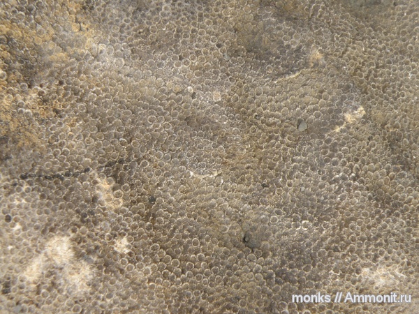 юра, кораллы, Крым, Scleractinia, Новый Свет, Jurassic