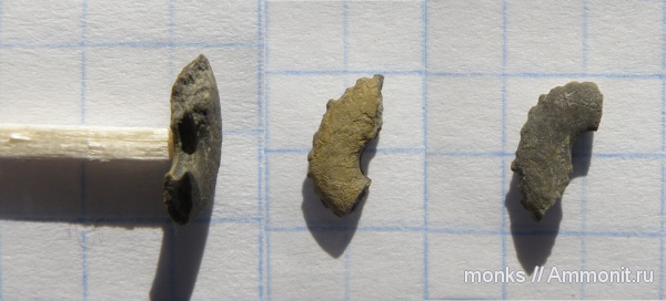 аммониты, юра, Крым, Ammonites, Creniceras, Судак, Новый Свет, Jurassic