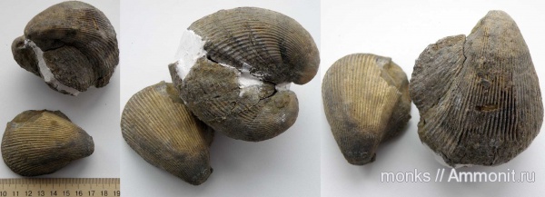 юра, двустворчатые моллюски, Судак, Jurassic