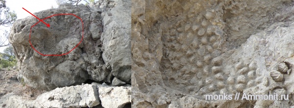 юра, кораллы, Крым, Stylina, Scleractinia, Новый Свет, Jurassic