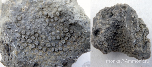 юра, кораллы, Крым, Scleractinia, Новый Свет, Stylinidae, Heliocoenia, Jurassic