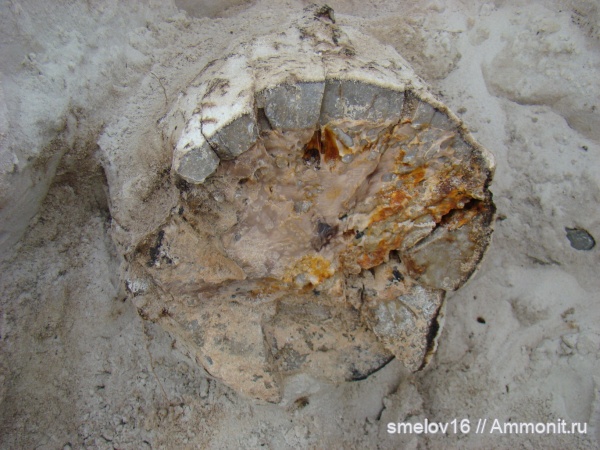 Находки окаменелого дерева. Волгоградская обл. г.Камышин