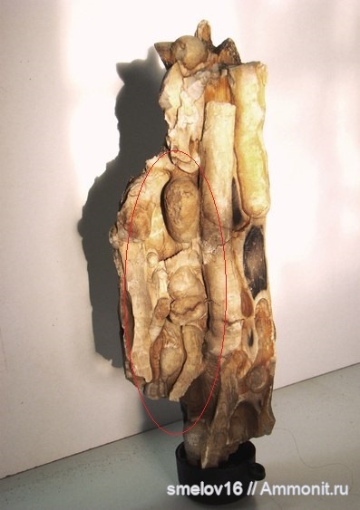 растения, окаменевшее дерево, ихнофоссилии, высшие растения, Teredo, Камышин, Волгоградская обл