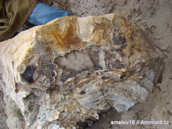 растения, окаменевшее дерево, высшие растения, находки