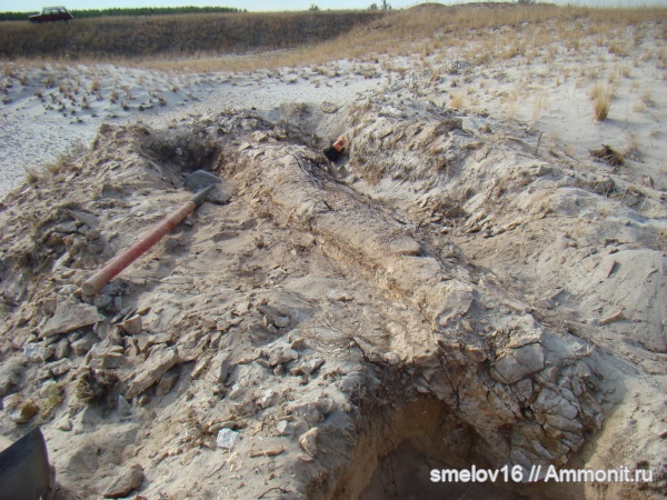 растения, окаменевшее дерево, высшие растения, находки