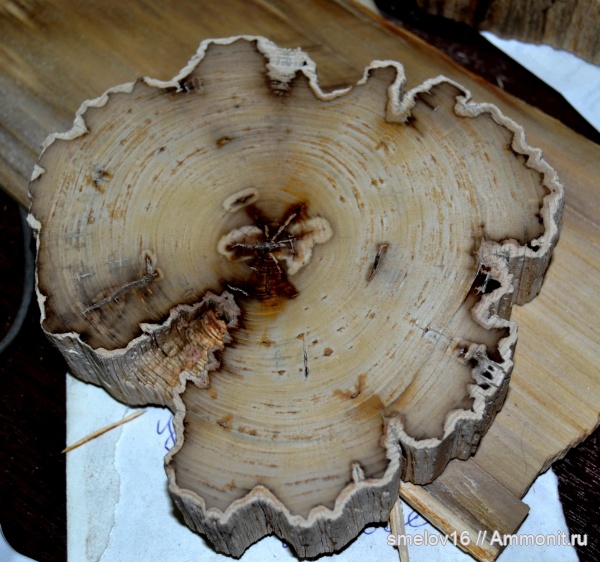 окаменелости, растения, окаменевшее дерево, высшие растения, Камышин, Волгоградская обл