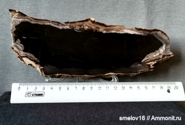 окаменевшее дерево, коллекционирование