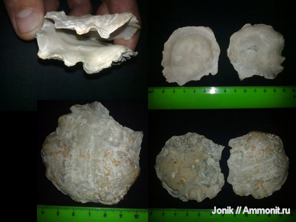 моллюски, Ostrea