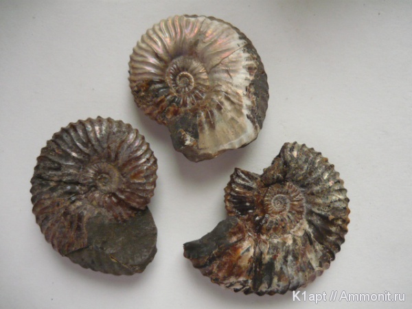 аммониты, мел, меловой период, нижний мел, Deshayesites, апт, Deshayesites deshayesi, Саратовская область, Ammonites, Deshayesites volgensis, Deshayesitidae, Aptian, Cretaceous, Lower Cretaceous