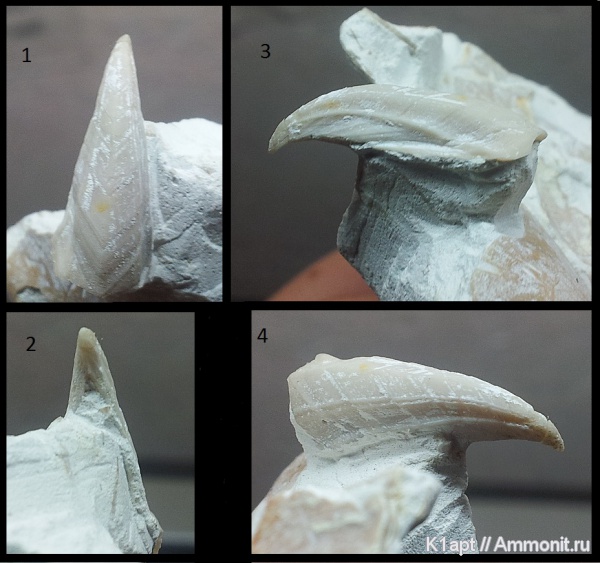 мел, мезозойская эра, маастрихт, верхний мел, усоногие раки, Arcoscalpellum gracile, carina, Maastrichtian, Cretaceous, Upper Cretaceous