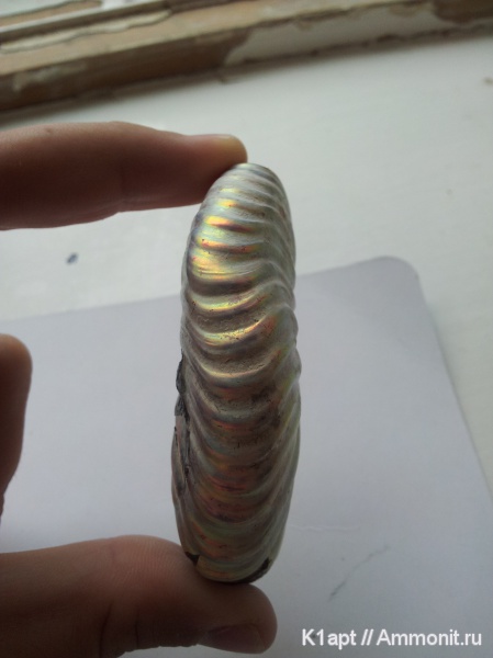 Deshayesites, прижизненные повреждения