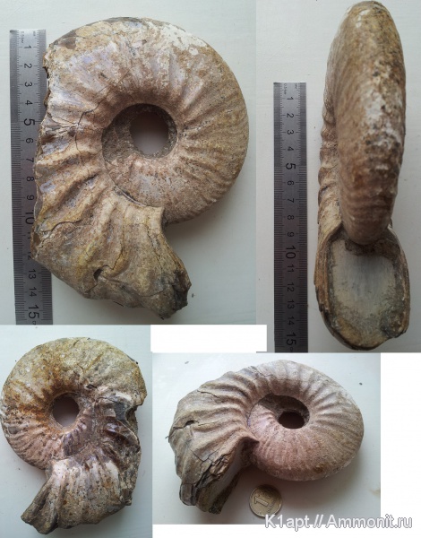 аммониты, нижний мел, Deshayesites, апт, прижизненные повреждения, устье, Ammonites, нижний апт, Deshayesites bedouliensis, Aptian, Lower Cretaceous