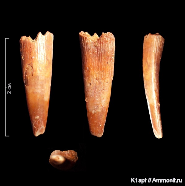 мел, птерозавры, Марокко, альб, зубы рептилий, Ornithocheiridae, Siroccopteryx, Siroccopteryx moroccensis, Coloborhynchus, Albian, Cretaceous