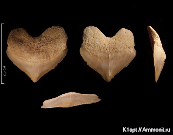 маастрихт, Squalicorax, Lamniformes, Squalicorax pristodontus, Anacoracidae, Maastrichtian