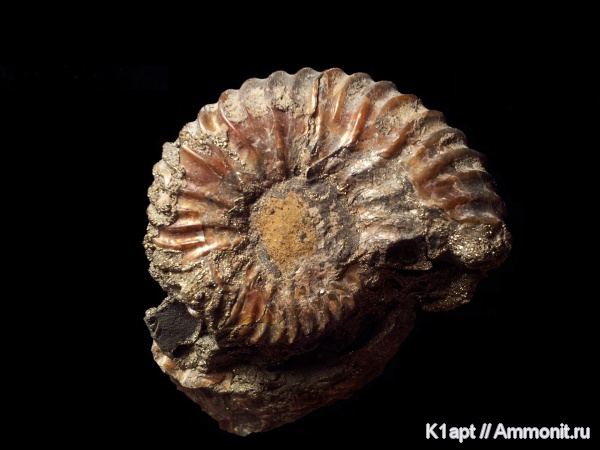 Deshayesites, апт, нижний апт, Aptian