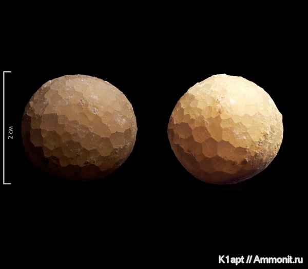 ордовик, цистоидеи, морские пузыри, Echinosphaerites, Echinosphaerites aurantium, Ordovician